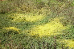 Cuscuta chinensis